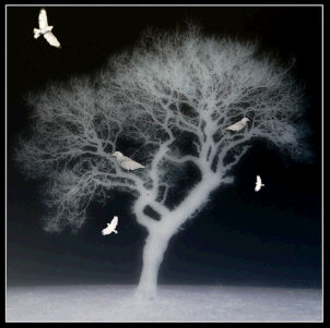 Crowtree