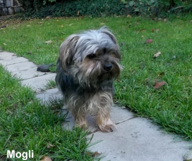 mogli.jpg