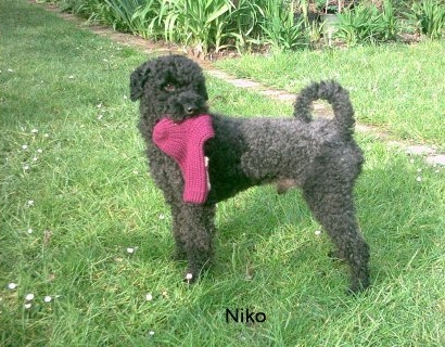 niko