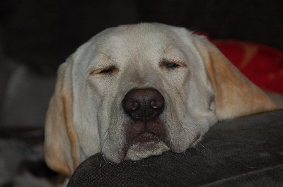Bruno