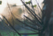 Baum